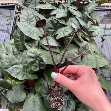 Starter Live Plant 'Grey Dragon' 2 Alocasia Maharani For Garden