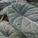 'Grey Dragon' 4 Alocasia Starter Live Plant Maharani For Garden