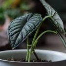 8 Alocasia Starter 'Grey Dragon' Live Plant Maharani For Garden