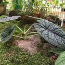 16 Alocasia Starter 'Grey Dragon' Live Plant Maharani For Garden