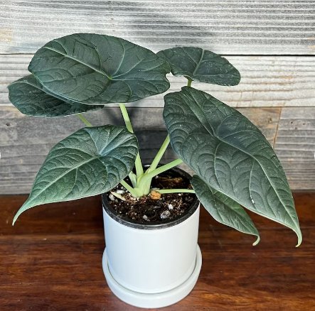 'Purple Cloak' Princeps Starter Plant Live Plant 2 Alocasia For Garden