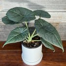 'Purple Cloak' Princeps Starter Plant Live Plant 2 Alocasia For Garden