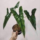 Princeps Live Plant 8 Alocasia 'Purple Cloak' Starter Plant For Garden
