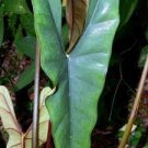 16 Alocasia 'Purple Cloak' Starter Plant Princeps Live Plant For Garden