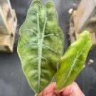 'Chantrieri' Rare Starter Live Plant 2 Alocasia For Garden