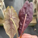 Live Plant 4 'Chantrieri' Rare Starter Alocasia For Garden