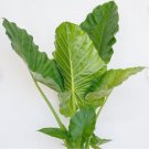 1 Alocasia 'Calidora' Elephant Ear Persian Palm Plant For Garden