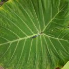 Elephant Ear Persian Palm 2 Alocasia 'Calidora' Plant For Garden