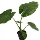 16 Persian Palm Alocasia Elephant Ear 'Calidora' Plant For Garden