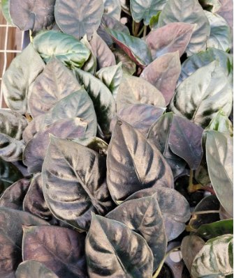1 Alocasia 'Kapit' Infernalis AKA 'Black Panther' Starter Live Plant For Garden