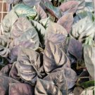 1 Alocasia 'Kapit' Infernalis AKA 'Black Panther' Starter Live Plant For Garden