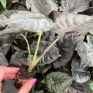 Infernalis AKA 'Black Panther' Starter 2 Alocasia 'Kapit' Live Plant For Garden