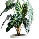 1 Live Plant Alocasia Dwarf Amazonica Starter Plant For Garden