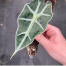 Dwarf Amazonica Starter Plant 2 Live Plant Alocasia For Garden
