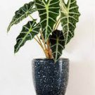 Alocasia Dwarf Amazonica Starter Plant 8 Live Plant For Garden