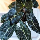 1 Live Plant Alocasia Dragon's Tooth Starter Plant Rare Live Plant For Garden