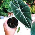 Dragon's Tooth Starter Plant Rare Live Plant 2 Live Plant Alocasia For Garden