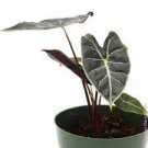 Dragon's Tooth Live Plant 8 Starter Plant Rare Alocasia For Garden