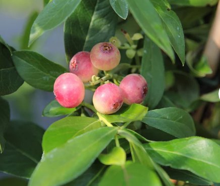 1 Fruit Live Plant Pink Lemonade Blueberry Bush Vaccinium PlantFor Garden