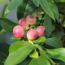 1 Fruit Live Plant Pink Lemonade Blueberry Bush Vaccinium PlantFor Garden