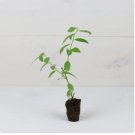 Plant 4 Fruit Pink Lemonade Blueberry Bush Vaccinium Live Plant For Garden