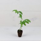 Lemonade Blueberry Bush Vaccinium Plant 8 Fruit Pink Live Plant For Garden