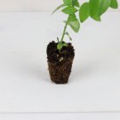 16 Lemonade Blueberry Bush Vaccinium PlantFruit Pink Live Plant For Garden