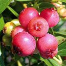 32 Lemonade Blueberry Bush Vaccinium PlantFruit Pink Live Plant For Garden
