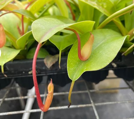 1 Nepenthes Alata Starter Plant Live Plant For Garden