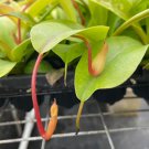 1 Nepenthes Alata Starter Plant Live Plant For Garden