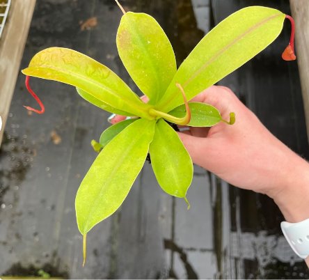 Plant Live Plant 2 Nepenthes Alata Starter For Garden