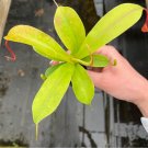 Plant Live Plant 2 Nepenthes Alata Starter For Garden