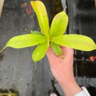 Live Plant 4 Nepenthes Plant Alata Starter For Garden