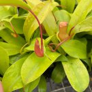 Plant Alata Starter 16 Live Plant Nepenthes For Garden