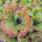 1 Live Plant Drosera Spatulata Starter Plant For Garden