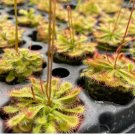 Drosera Spatulata 2 Live Plant Starter Plant For Garden