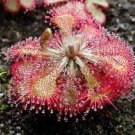 Spatulata 8 Starter Plant Drosera Live Plant For Garden
