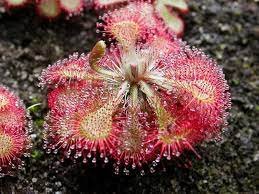 Spatulata 8 Starter Plant Drosera Live Plant For Garden