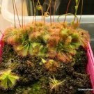 16 Spatulata Starter Plant Drosera Live Plant For Garden