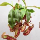 1 Nepenthes St. Gaya Starter Plant Live Plant For Garden