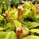 Plant Live Plant 2 Nepenthes St. Gaya Starter For Garden