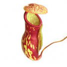 Nepenthes St. Gaya Starter Plant Live Plant 4 For Garden