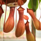 Live Plant 8 Nepenthes St. Gaya Starter Plant For Garden