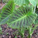1 Colocasia Imperial Gigante Starter Live Plant For Garden