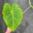 Colocasia Imperial 2 Gigante Starter Live Plant For Garden