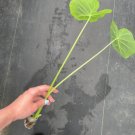 4 Gigante Starter Live Plant Colocasia Imperial For Garden