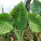 Live Plant Colocasia 8 Gigante Starter Imperial For Garden