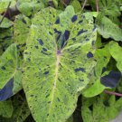 1 Live Plant Colocasia Esculenta "Mojito" Elephant Ear Starter Plant For Garden