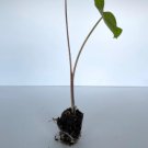Colocasia Esculenta "Mojito" Elephant 2 Live Plant Ear Starter Plant For Garden