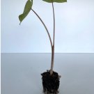 Elephant 4 Colocasia Esculenta "Mojito" Live Plant Ear Starter Plant For Garden